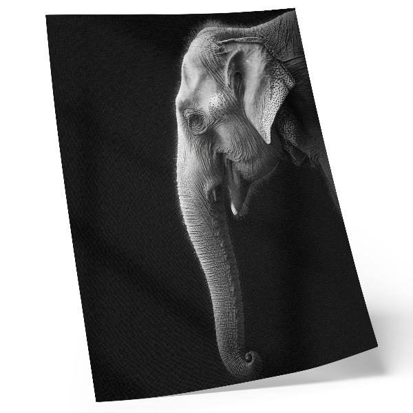 Decoratieve poster Monochroom portret van een olifant in profiel