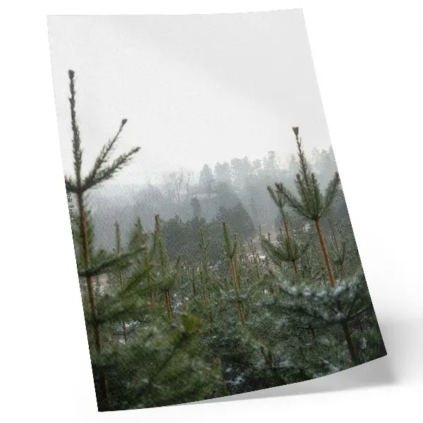 Poster met groene dennenbomen in de mist voor een ontspannen sfeer met subtiele diepte