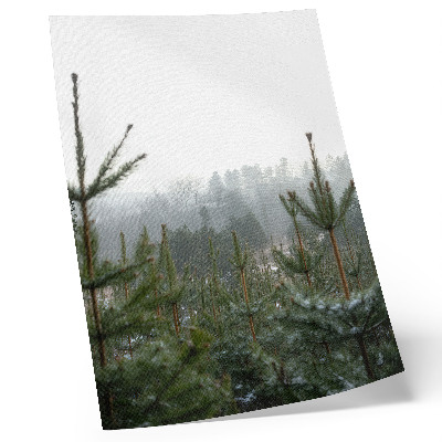 Poster Groene dennenbomen, mist, subtiele diepte, ontspannen sfeer
