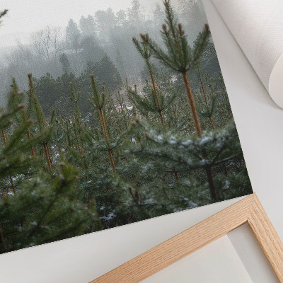 Poster Groene dennenbomen, mist, subtiele diepte, ontspannen sfeer