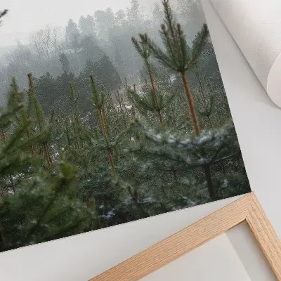 Poster met groene dennenbomen in de mist voor een ontspannen sfeer met subtiele diepte