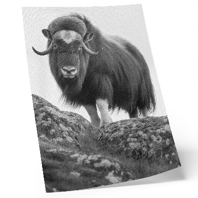 Poster Zwart-wit dieren, ruwe natuur, elegantie