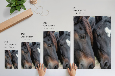 Wandposter Twee paarden in nauw contact, vol elegantie.