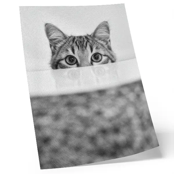Wandposter kat achter de oppervlakte in zwart-wit minimalisme