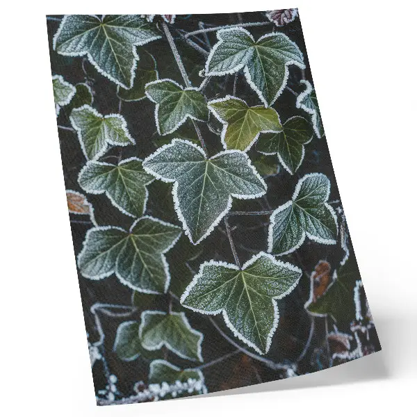 Decoratieve poster met groene bladeren en witte rijp aan de randen
