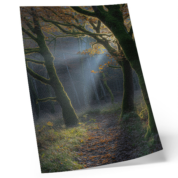 Decoratieve poster Magisch bos, herfstlicht, vredige sfeer