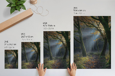 Decoratieve poster Magisch bos, herfstlicht, vredige sfeer