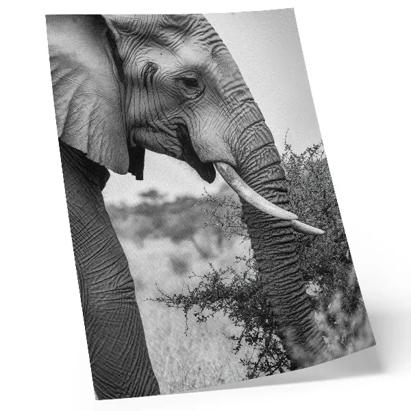 Decoratieve poster olifant van dichtbij met een harmonie van texturen