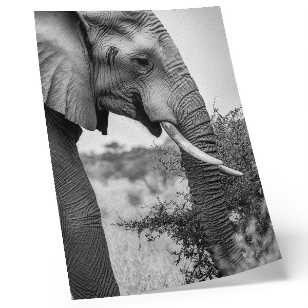 Decoratieve poster Olifant van dichtbij, natuurlijke schoonheid, harmonie van texturen
