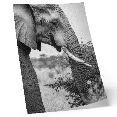 Decoratieve poster olifant van dichtbij met een harmonie van texturen