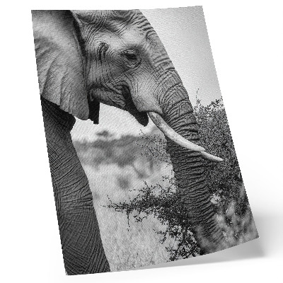 Decoratieve poster Olifant van dichtbij, natuurlijke schoonheid, harmonie van texturen