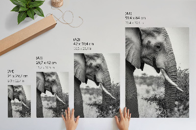 Decoratieve poster Olifant van dichtbij, natuurlijke schoonheid, harmonie van texturen