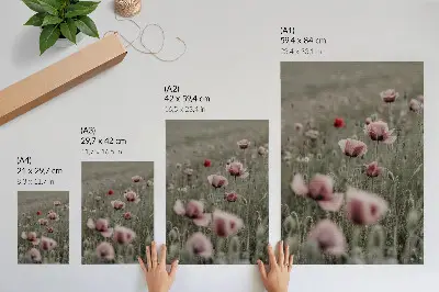 Wandposter met pastelkleurige klaprozen in een romantische sfeer met subtiele bloemen