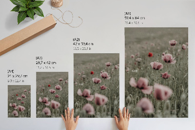 Wandposter Pastelkleurige klaprozen, romantische sfeer, subtiele bloemen