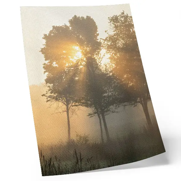 Wandposter mistige ochtendgloed met warm licht en bomen voor inspiratie