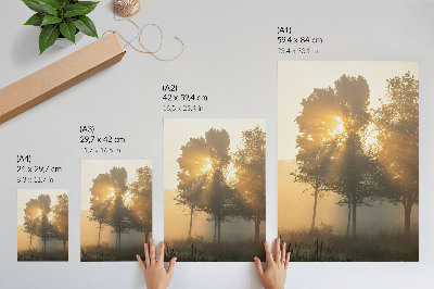 Wandposter Mistige ochtendgloed, warm licht, bomen, inspiratie