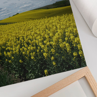 Poster Gele velden die afsteken tegen de blauwe lucht.
