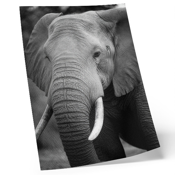 Decoratieve poster Een close-up van een olifant vol rust en kracht.