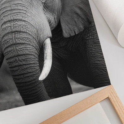 Decoratieve poster Een close-up van een olifant vol rust en kracht.