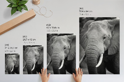 Decoratieve poster Een close-up van een olifant vol rust en kracht.