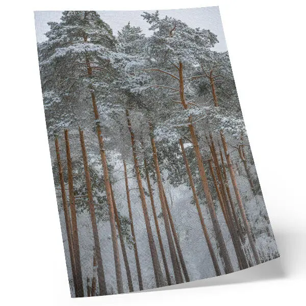 Wandposter winterbos met sneeuw en bomen voor rust en harmonie in de natuur