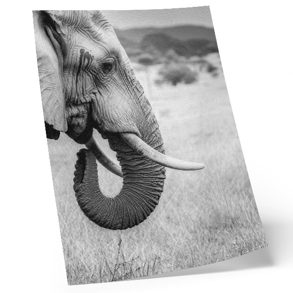 Wandposter Portret van een olifant in zwart-wit