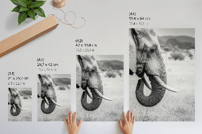 Wandposter Portret van een olifant in zwart-wit