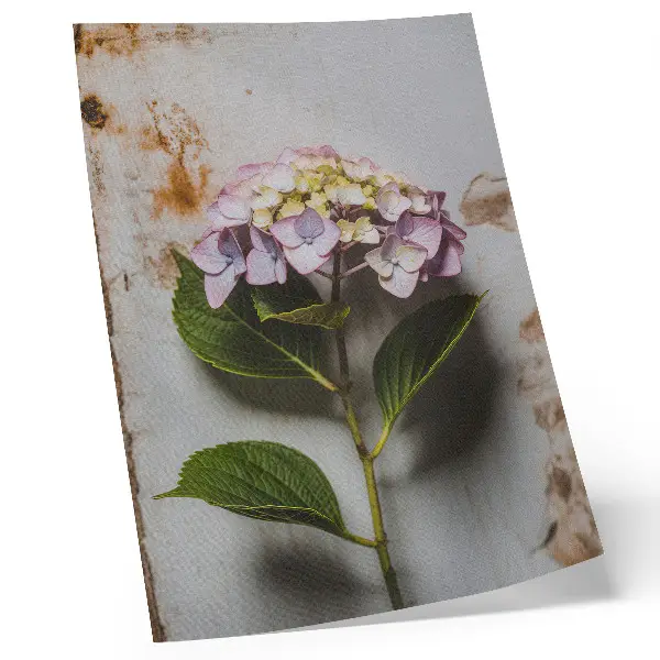 Wandposter roze hortensia met groene bladeren op een rustieke achtergrond