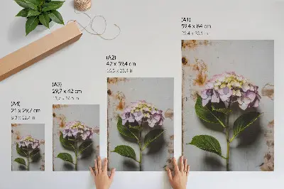 Wandposter roze hortensia met groene bladeren op een rustieke achtergrond