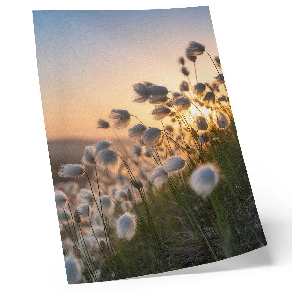Poster grassen bij zonsondergang met warme natuurlijke kleuren