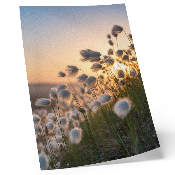 Poster Grassen bij zonsondergang, warme kleuren, natuurlijkheid