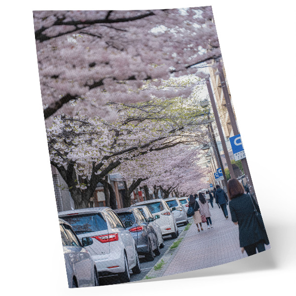 Poster Een straat met kersenbloesems en geparkeerde auto's.