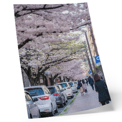 Poster Een straat met kersenbloesems en geparkeerde auto's.