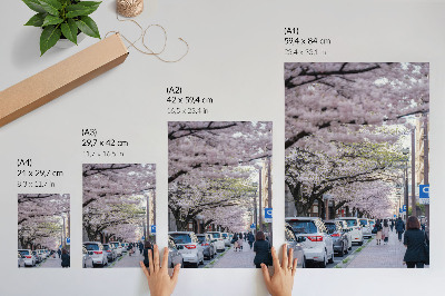 Poster Een straat met kersenbloesems en geparkeerde auto's.