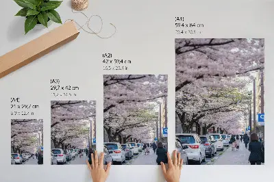 Poster straat met kersenbloesems en geparkeerde auto's