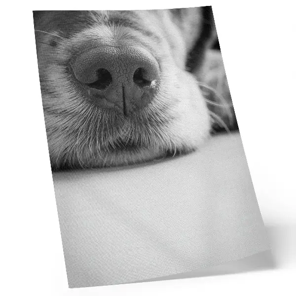 Poster close-up van een hond met een minimalistische zwart-wit textuur