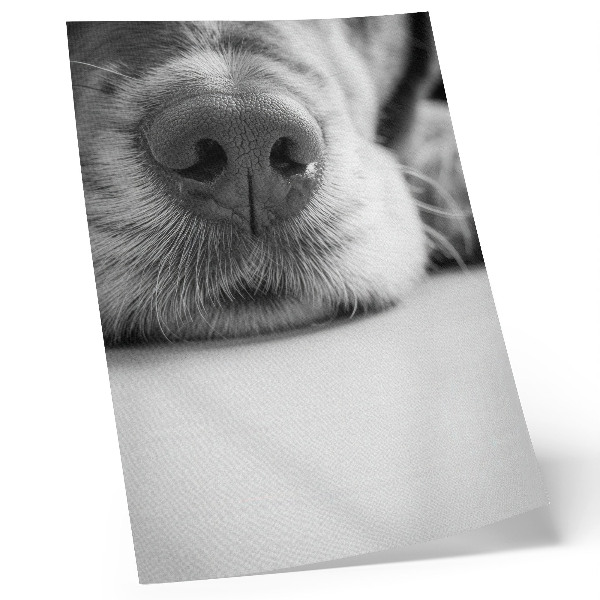 Poster Close-up van een hond, zwart-wit textuur, minimalistisch.