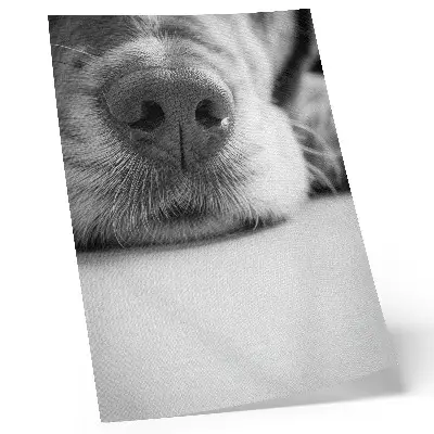 Poster close-up van een hond met een minimalistische zwart-wit textuur