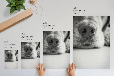 Poster Close-up van een hond, zwart-wit textuur, minimalistisch.