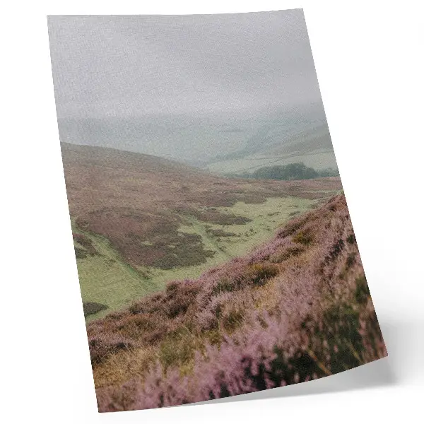 Poster paarse heide met mist en groene glooiende heuvels