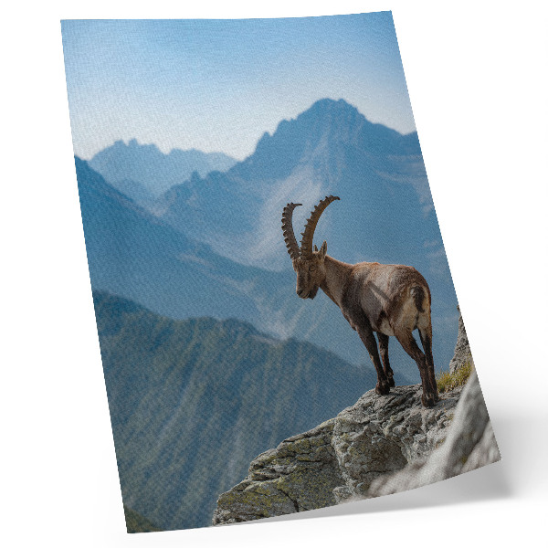 Wandposter Steenbok tegen de achtergrond van bergen, vredige harmonie van de natuur