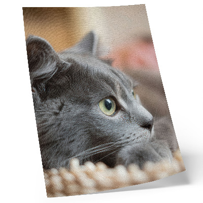 Wandposter Grijze kat met groene ogen, van dichtbij bekeken