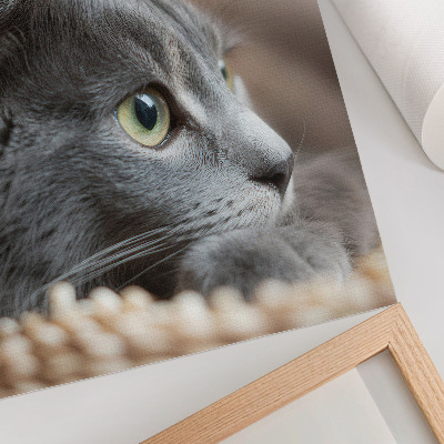 Wandposter Grijze kat met groene ogen, van dichtbij bekeken