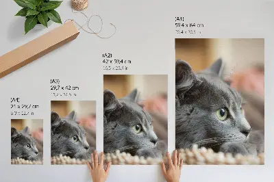 Wandposter grijze kat met groene ogen van dichtbij