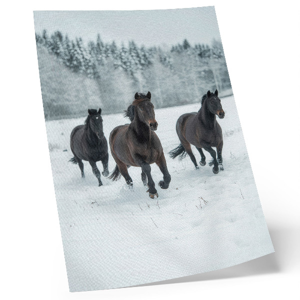 Wandposter Zwarte paarden in beweging tegen een besneeuwde achtergrond.
