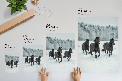 Wandposter Zwarte paarden in beweging tegen een besneeuwde achtergrond.