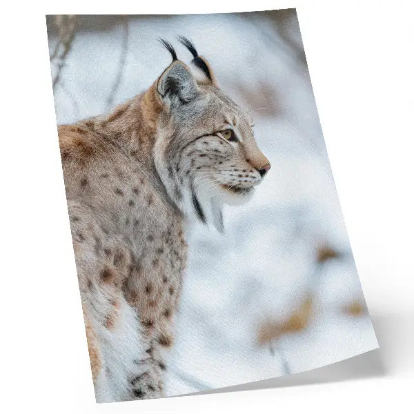 Poster Rysy in de winter met een harmonie van natuurlijke kleuren