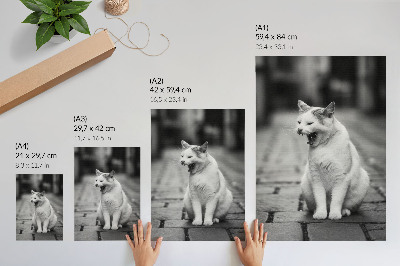 Wandposter Een schattige kat op een straat met kinderkopjes, in een zwart-wit esthetisch tintje.