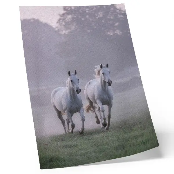 Wandposter witte paarden in de ochtendmist in een natuurlandschap