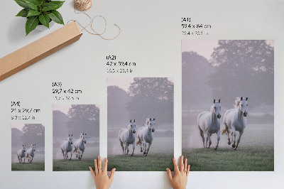 Wandposter Witte paarden ochtendmist ruimte natuur